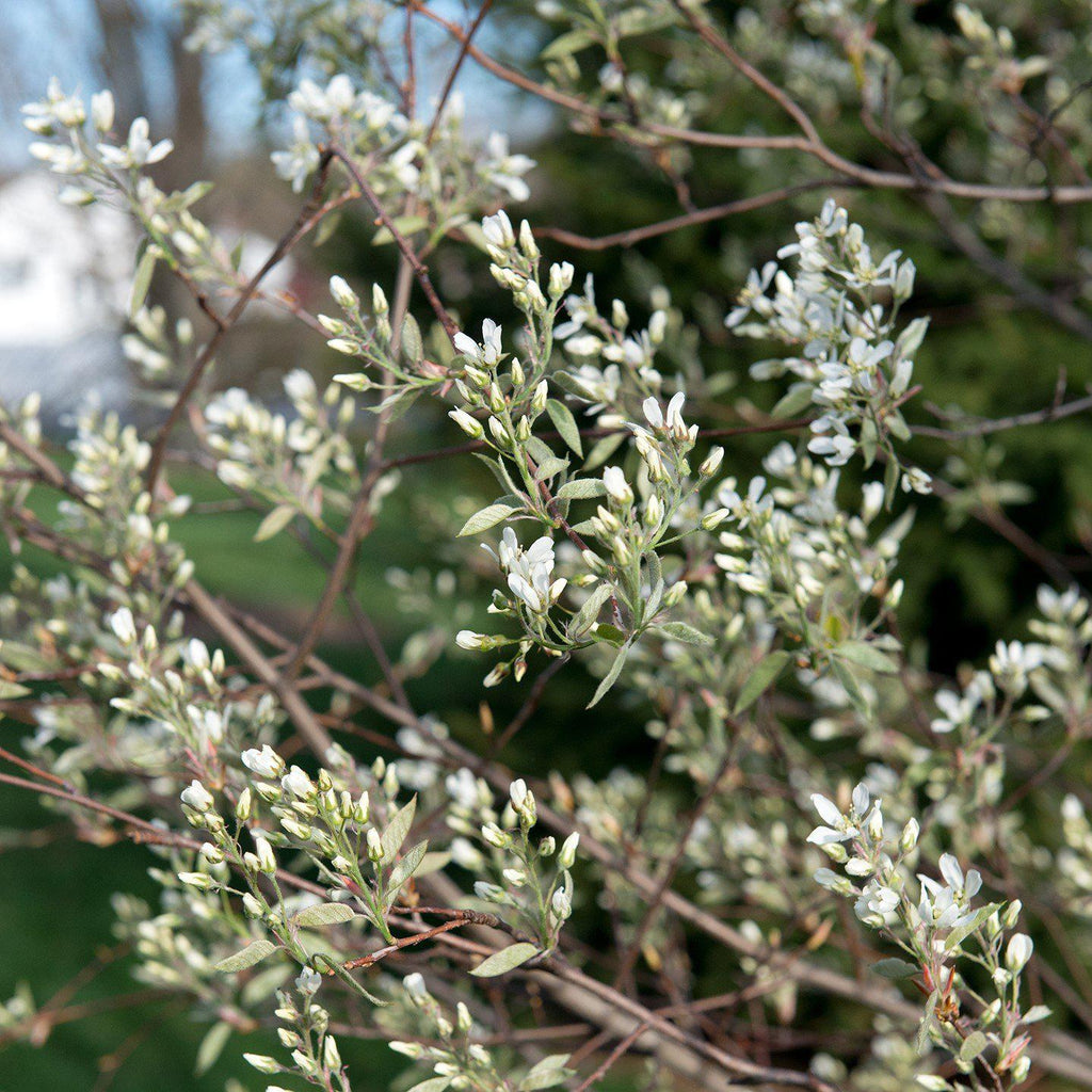 Shadblow Serviceberry