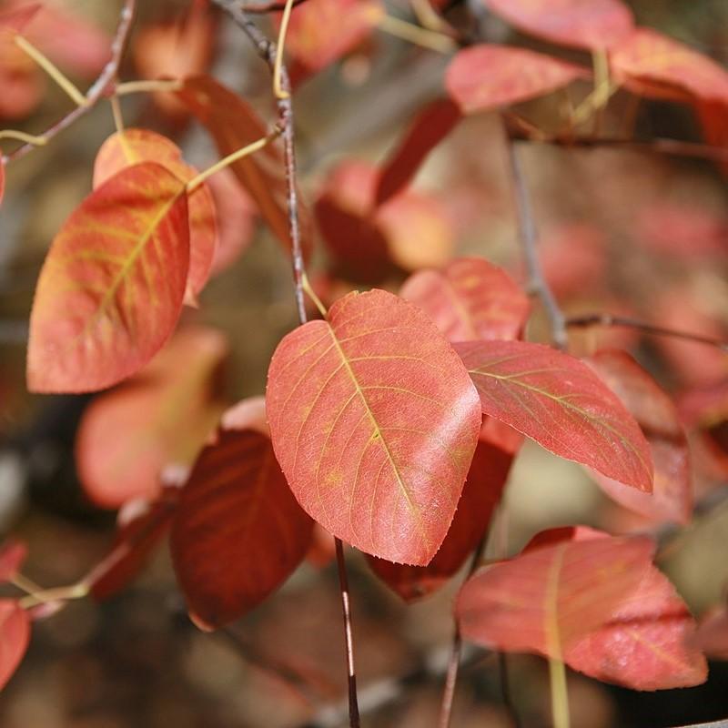 Shadblow Serviceberry