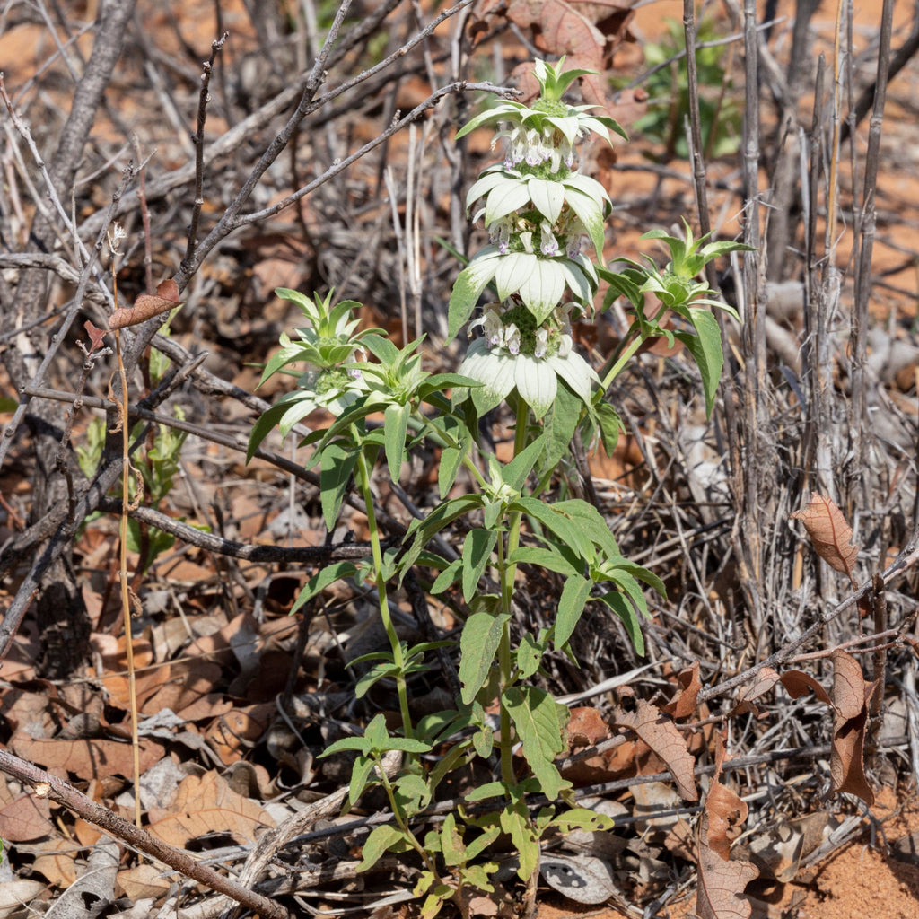 Spotted Beebalm