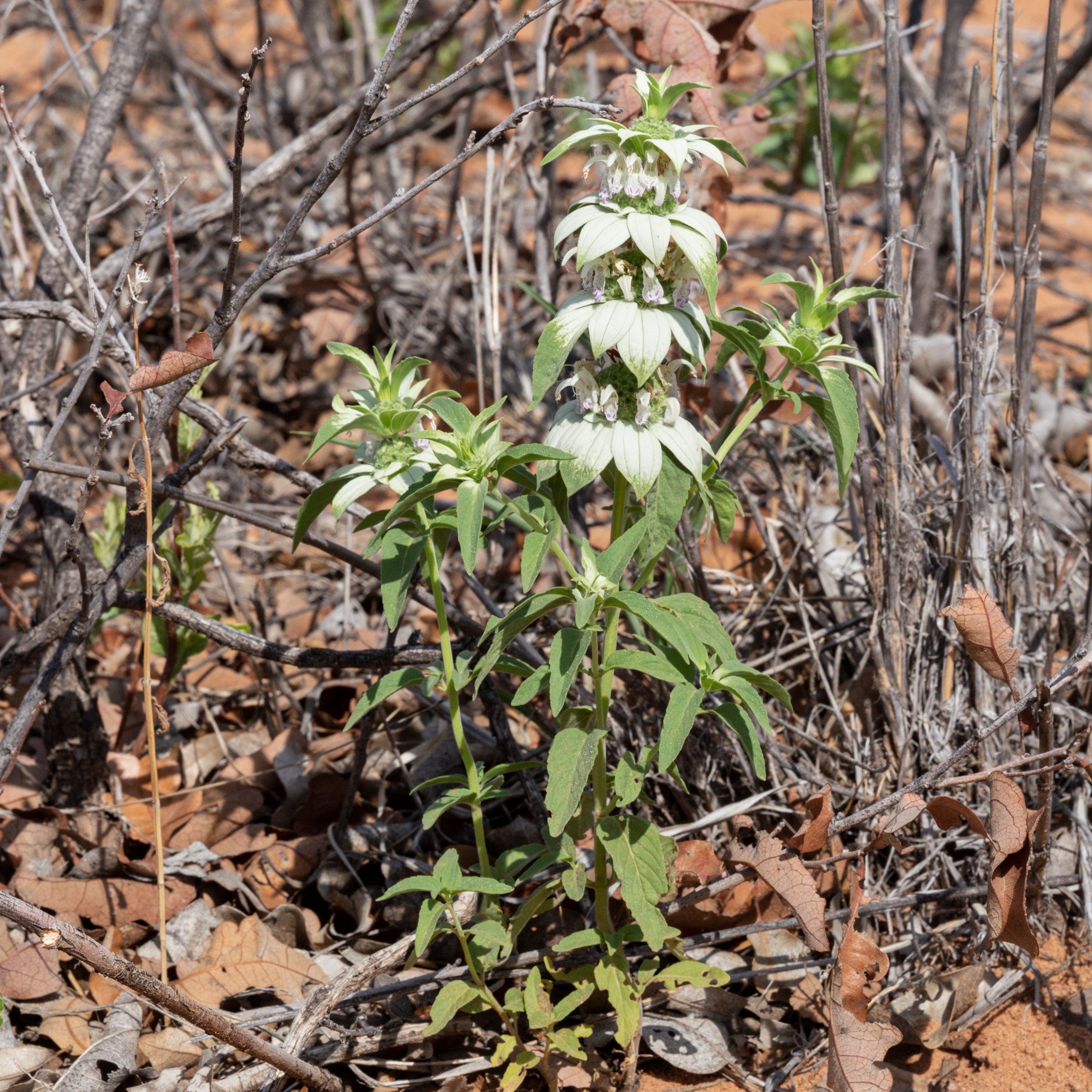 Spotted Beebalm
