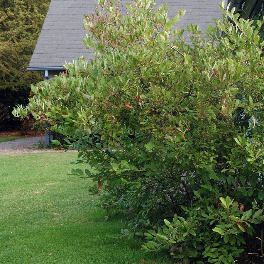 Brilliant Red Chokeberry