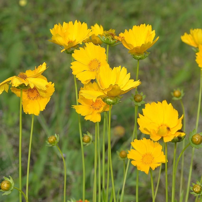Lanceleaf Coreopsis