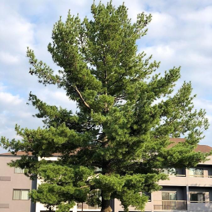 White Pine