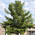 White Pine