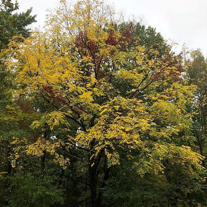Black Walnut