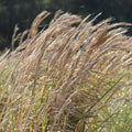 Broomsedge, Yellow Bluestem