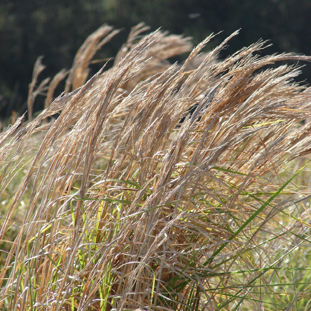 Broomsedge, Yellow Bluestem