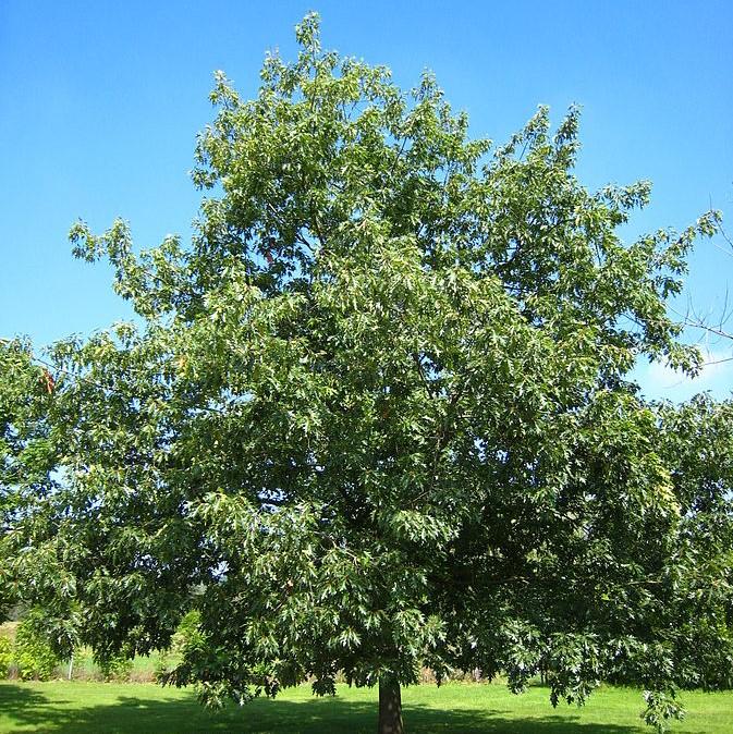 Northern Red Oak