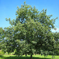 Northern Red Oak