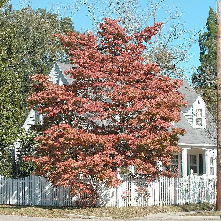 Flowering Dogwood