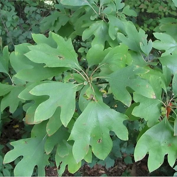 Sassafras