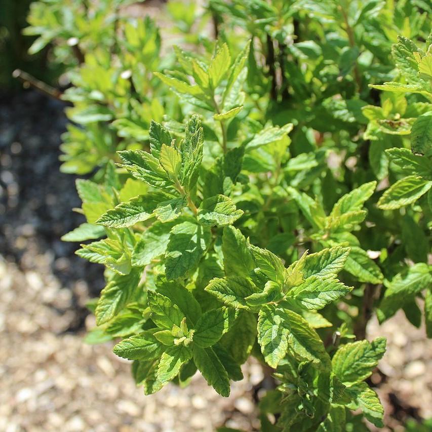 Steeplebush