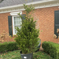 Brodie Red Cedar