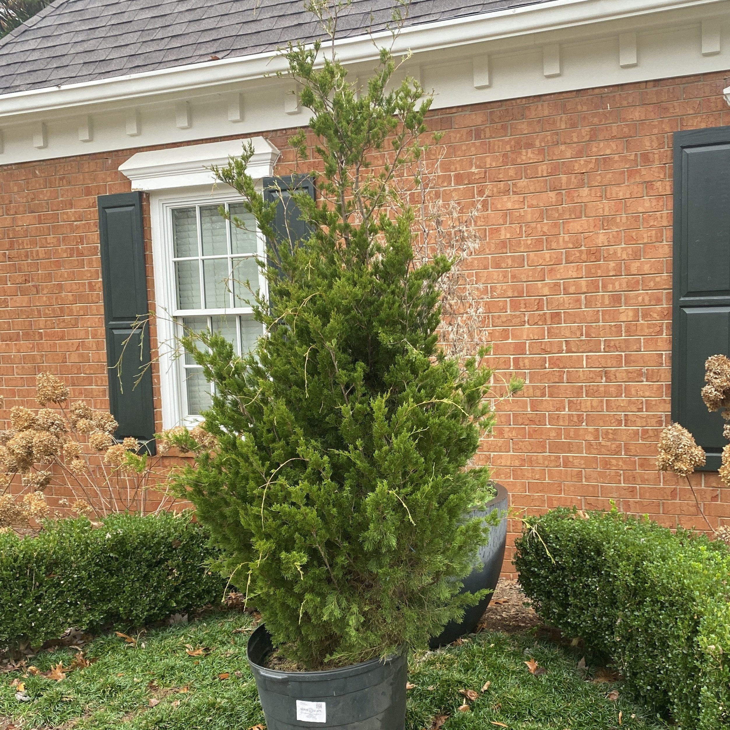 Brodie Red Cedar