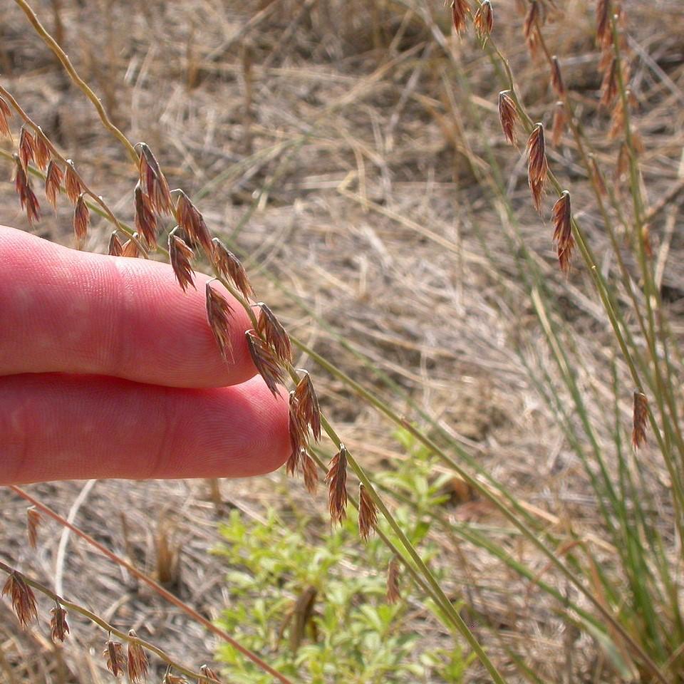Sideoats Grama