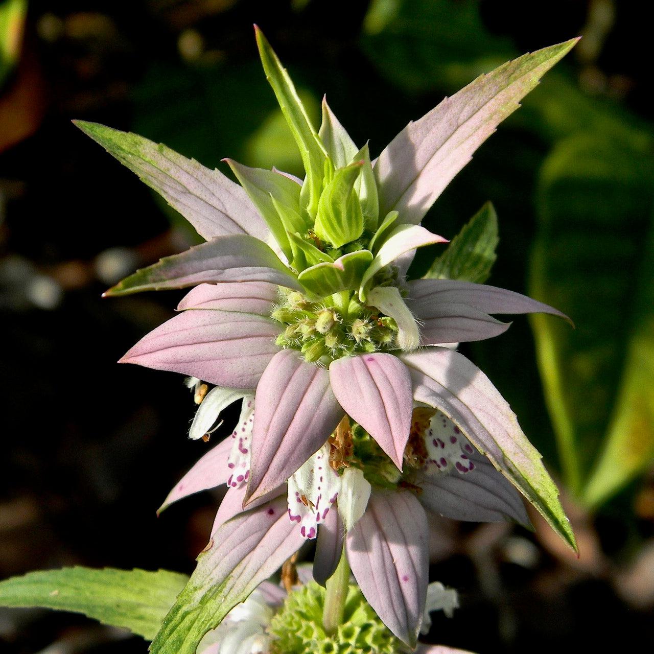 Spotted Beebalm