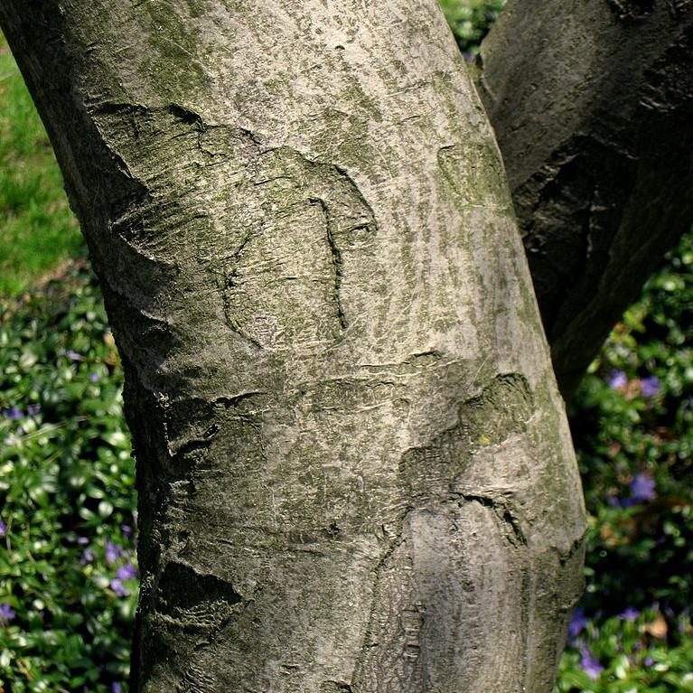 Shadblow Serviceberry