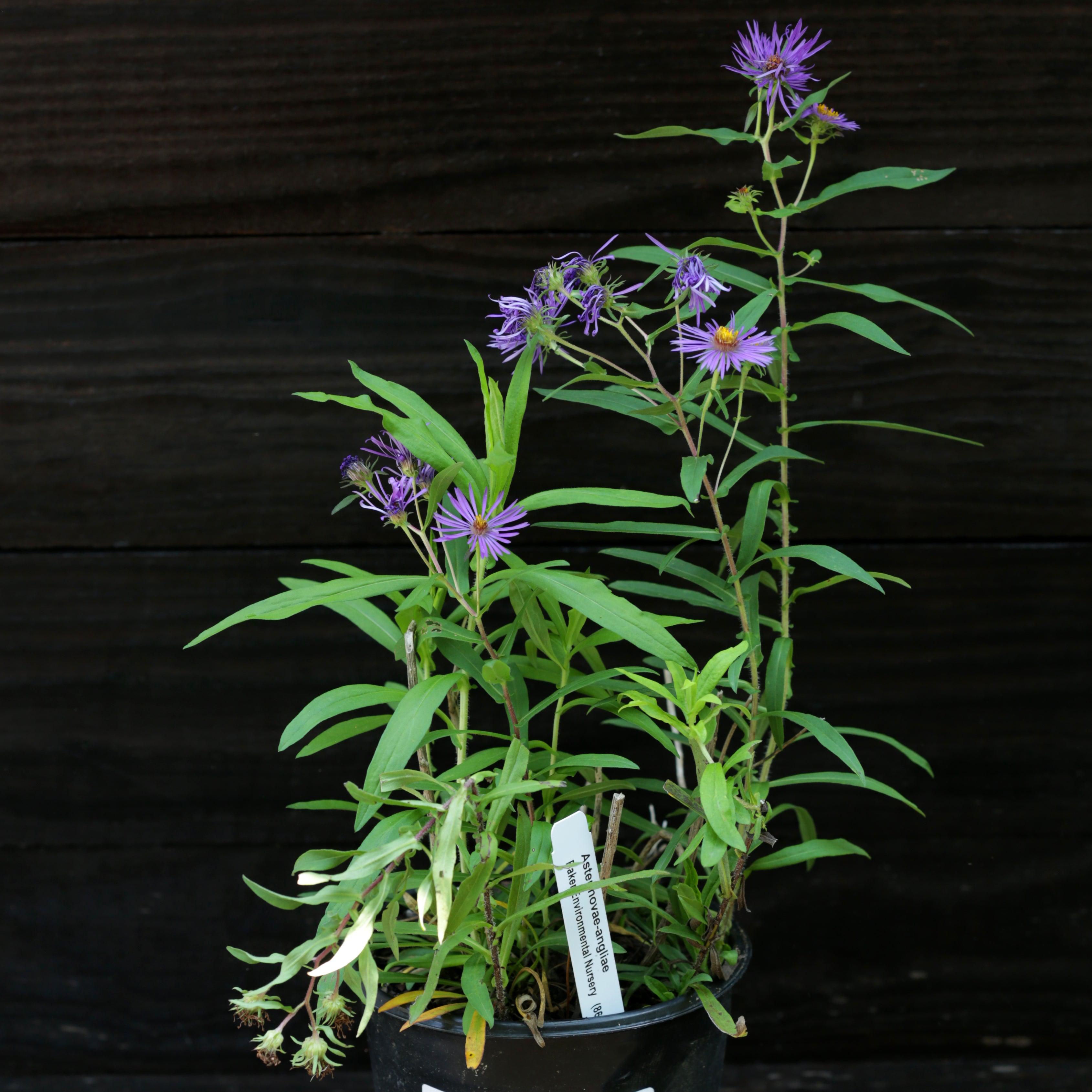 New England Aster