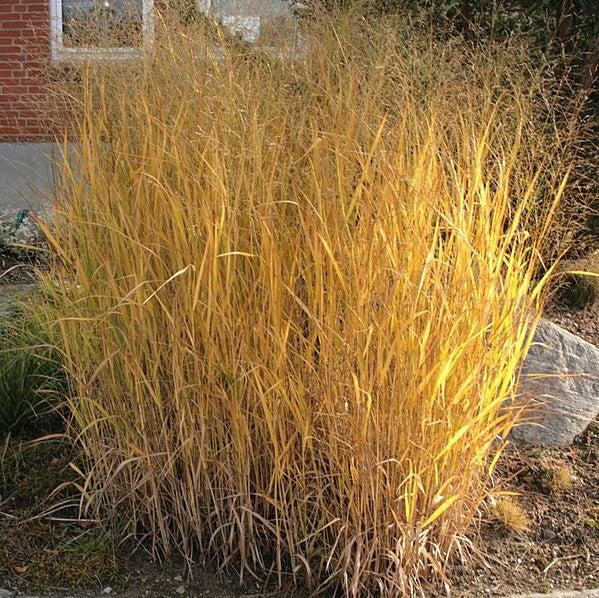 Thundercloud Switch Grass