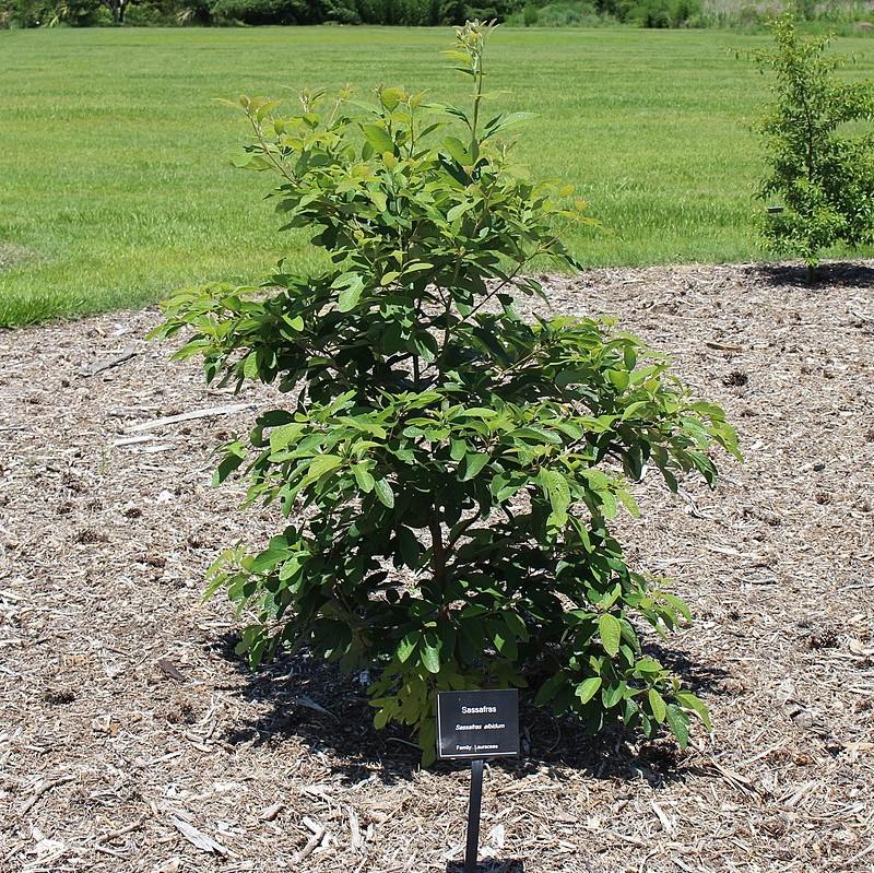 Sassafras