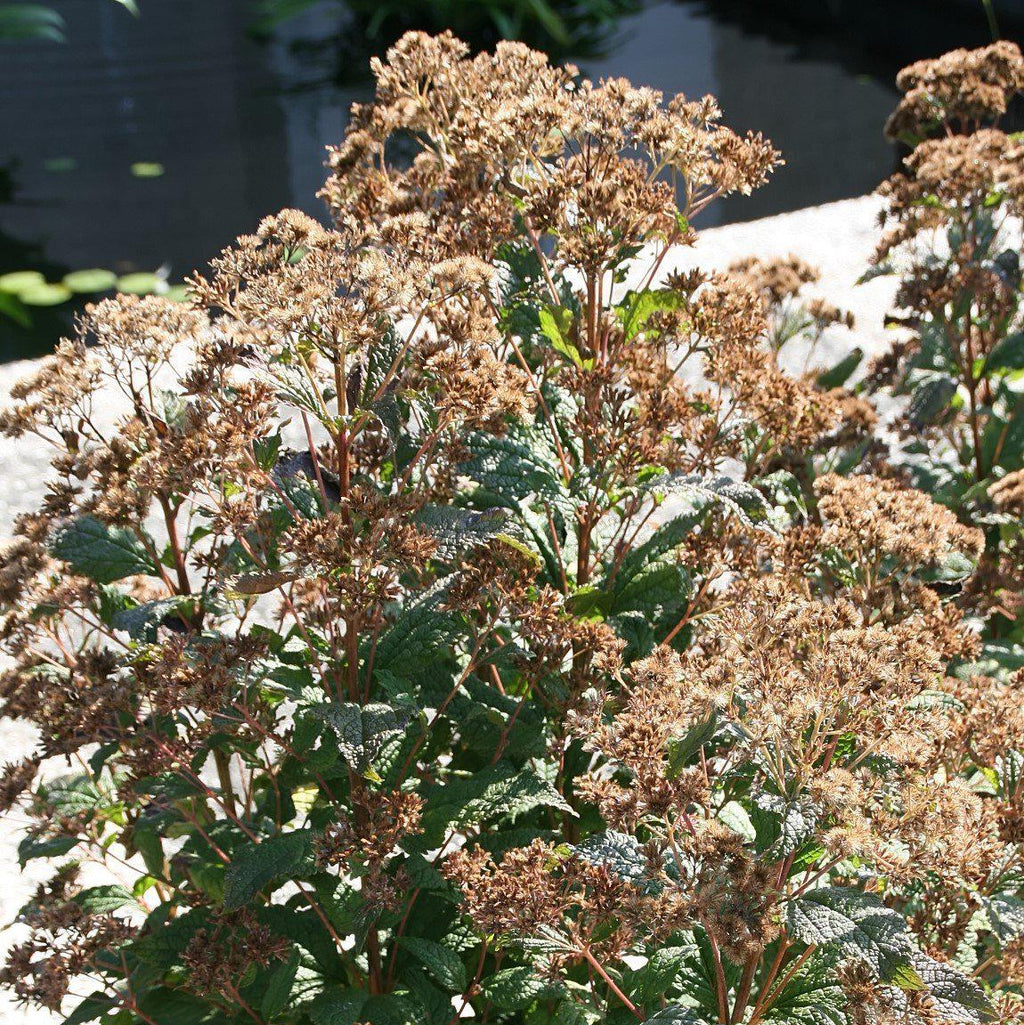 Little Joe Coastal Pye Weed