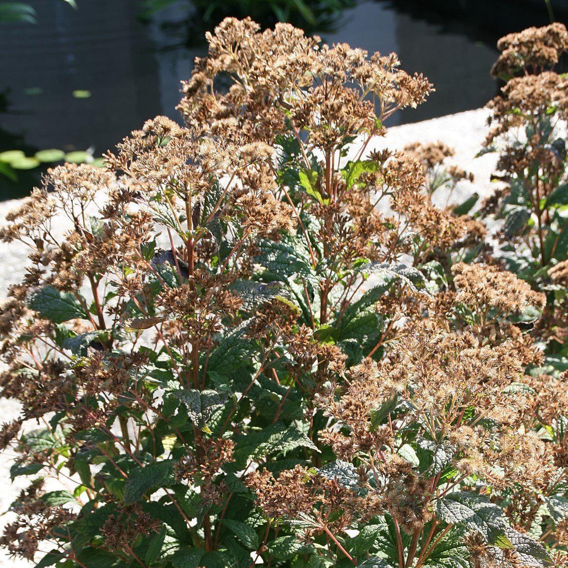 Little Joe Coastal Pye Weed