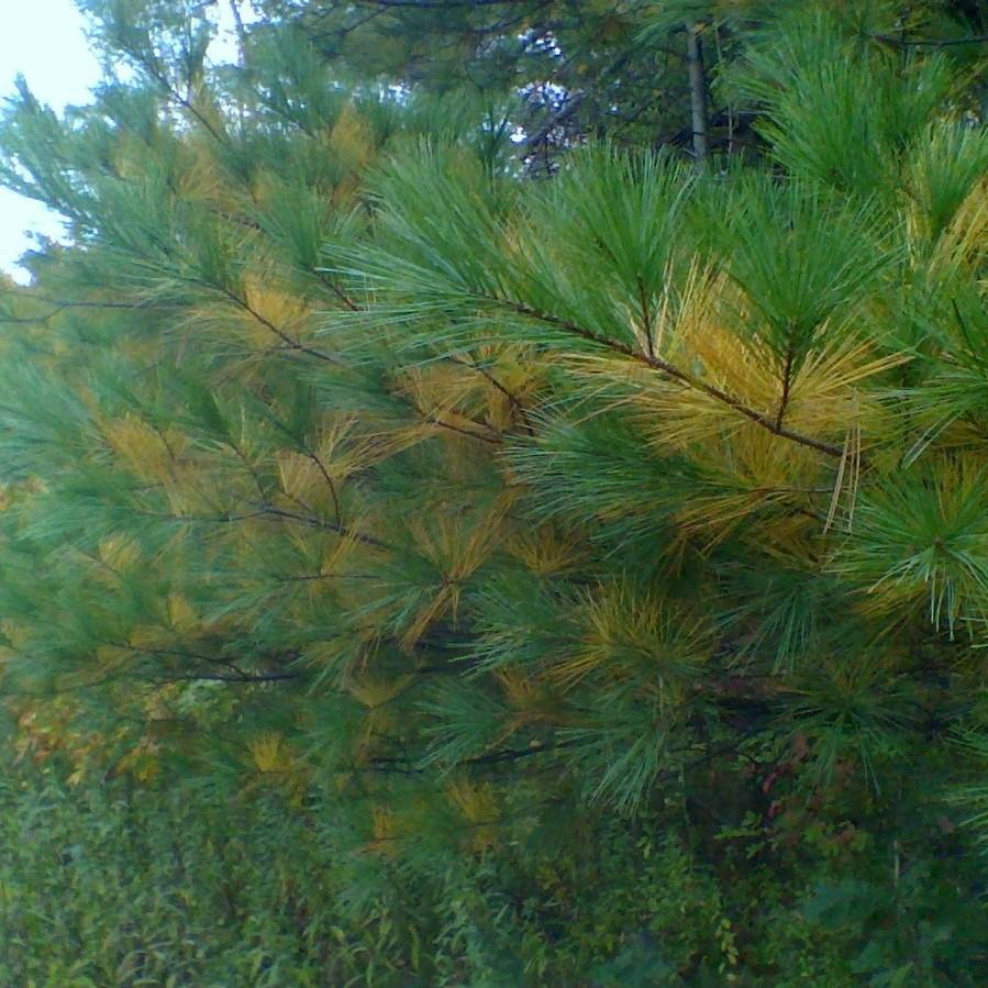 White Pine
