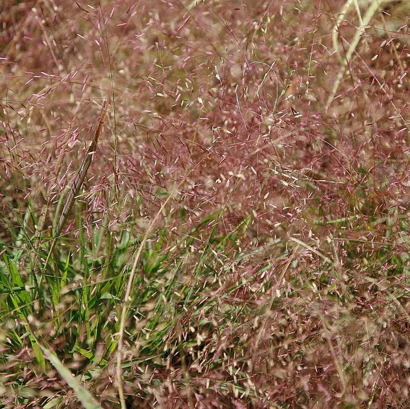 Purple Lovegrass