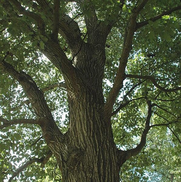 Northern Red Oak