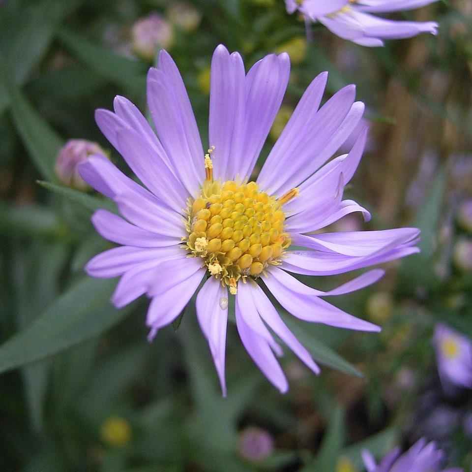 New York Aster
