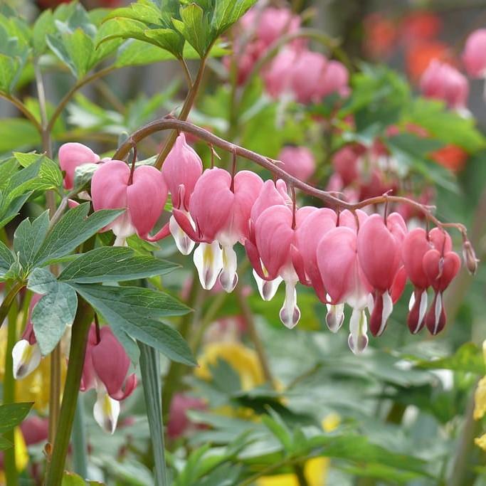 Fern-Leaf Bleeding Heart