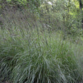 Big Bluestem