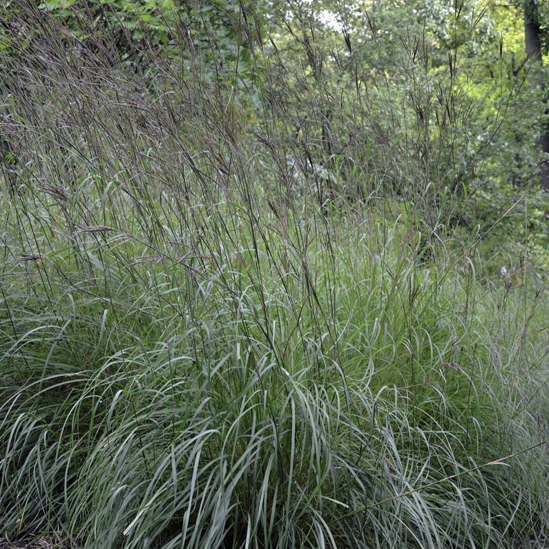 Big Bluestem