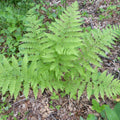 Hayscented Fern