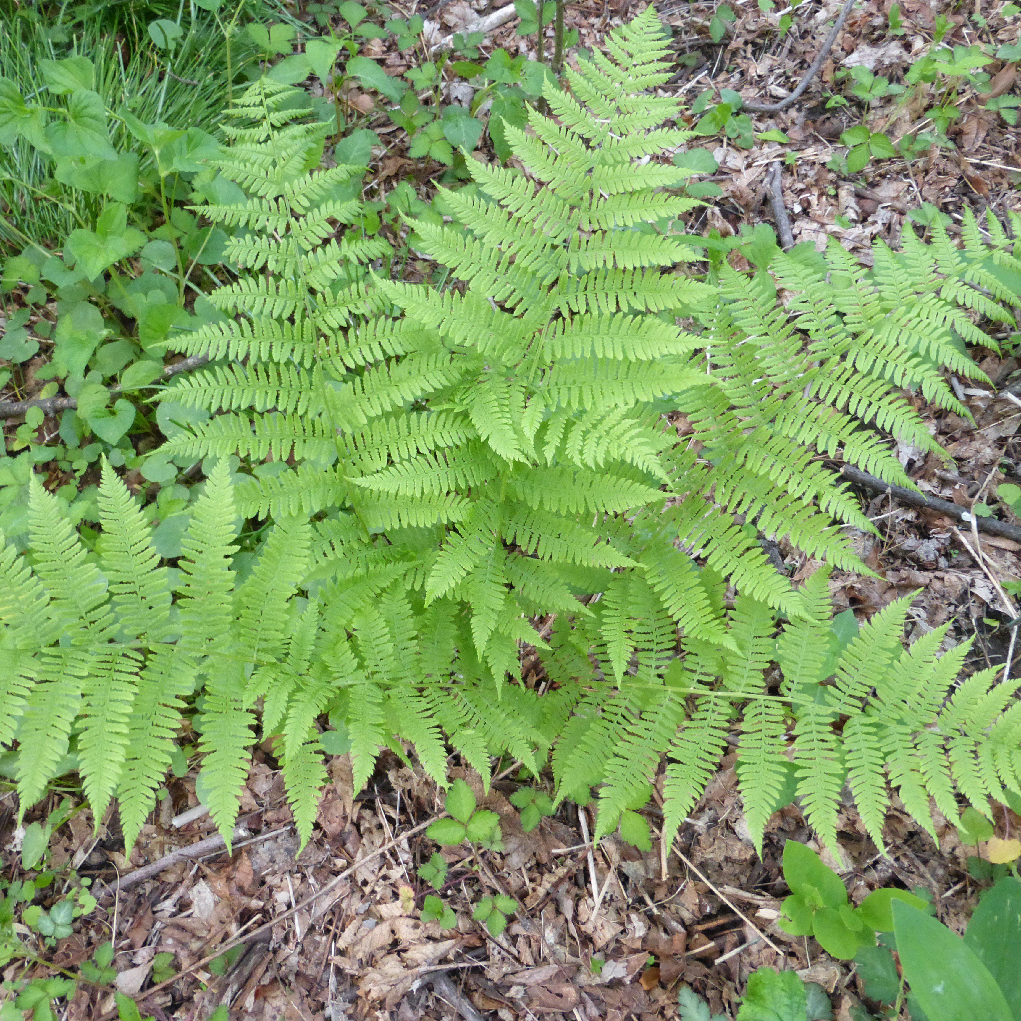 Hayscented Fern