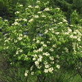 Nannyberry