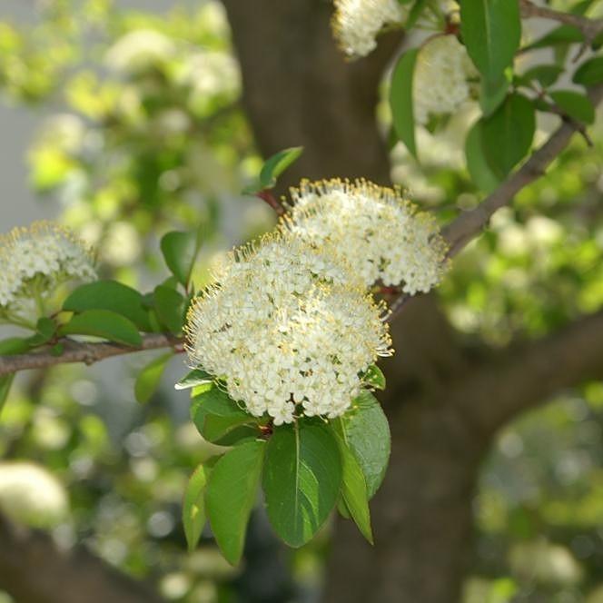 Blackhaw Viburnum