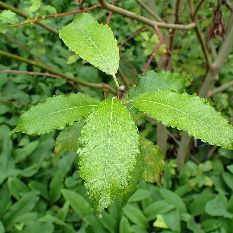 Pussy Willow
