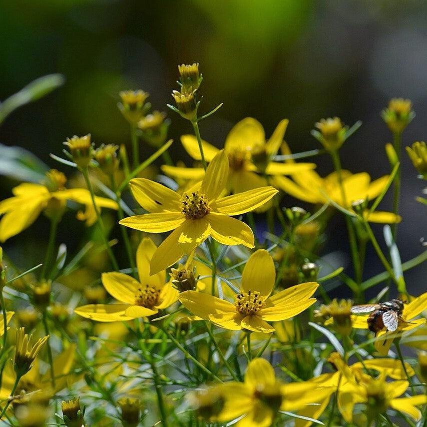 Threadleaf Coreopsis