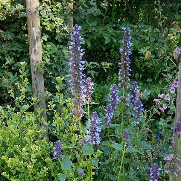 Anise Purple Hyssop