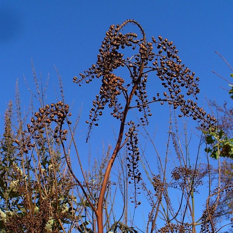 Black Cohosh