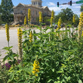 Carolina Lupine