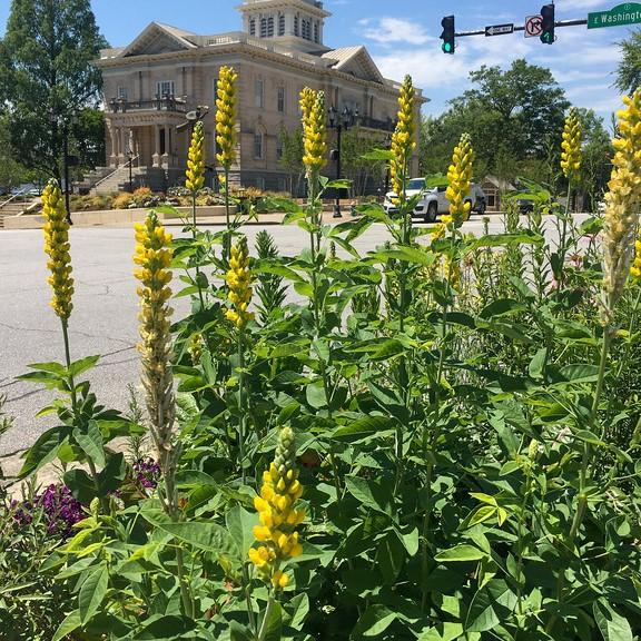 Carolina Lupine