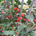 Winterberry