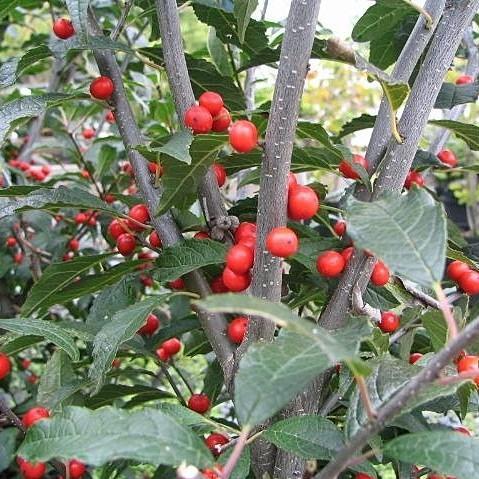 Winterberry