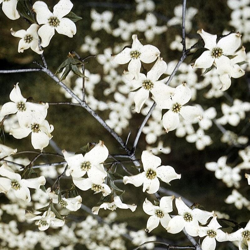 Flowering Dogwood