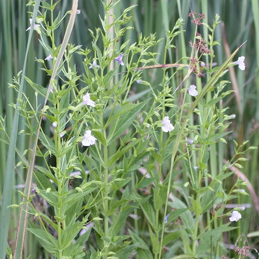 Allegheny Monkey Flower