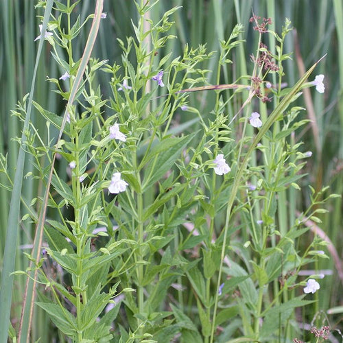 Allegheny Monkey Flower