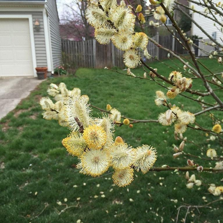 Pussy Willow