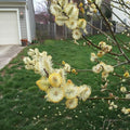 Pussy Willow